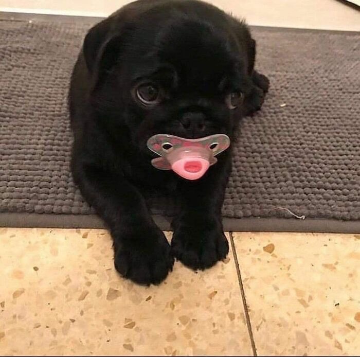 twaniimals's tweet image. 