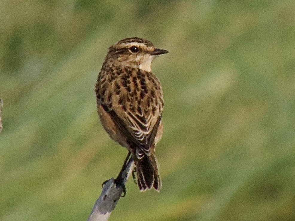 lidunka's tweet photo. Amazing early morn ⁦@RSPBMinsmere⁩ with loads of stuff (71) incl spoonbill, yellow wagtail, wheatear, little gull and here (I think) snipe, wood sandpiper, black tern and whinchat #loveminsmere #alltomyselfatdawn https://t.co/gachUAtFWk