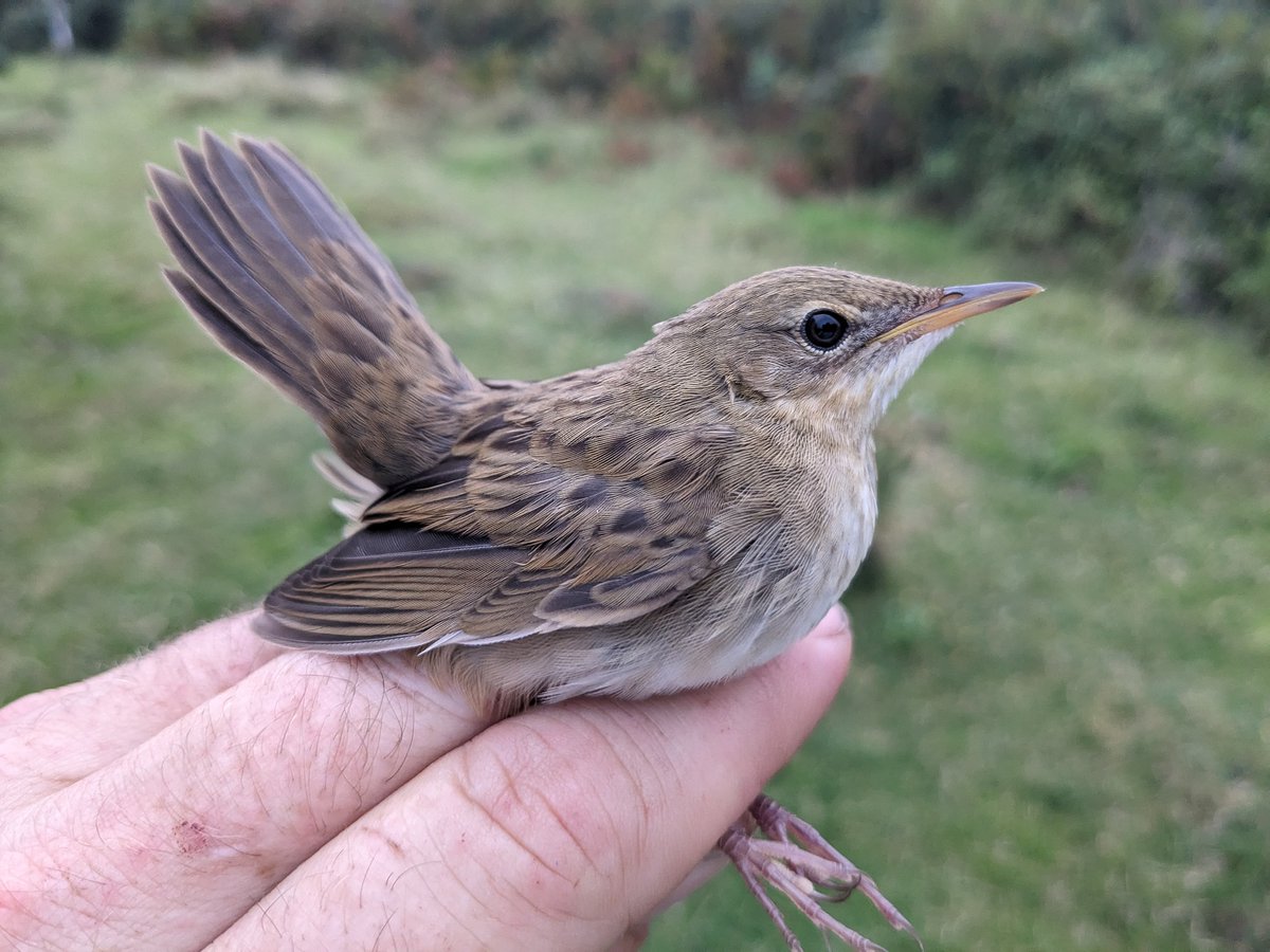WildNewForest1's tweet photo. Apologies in advance just catching up so will probably make a few posts today from a busy couple of weeks.
First up, we (New Forest Ringing Group) ran another ringing session at Keyhaven this weekend as part of a long piece of fieldwork. https://t.co/PRTp83nDSM