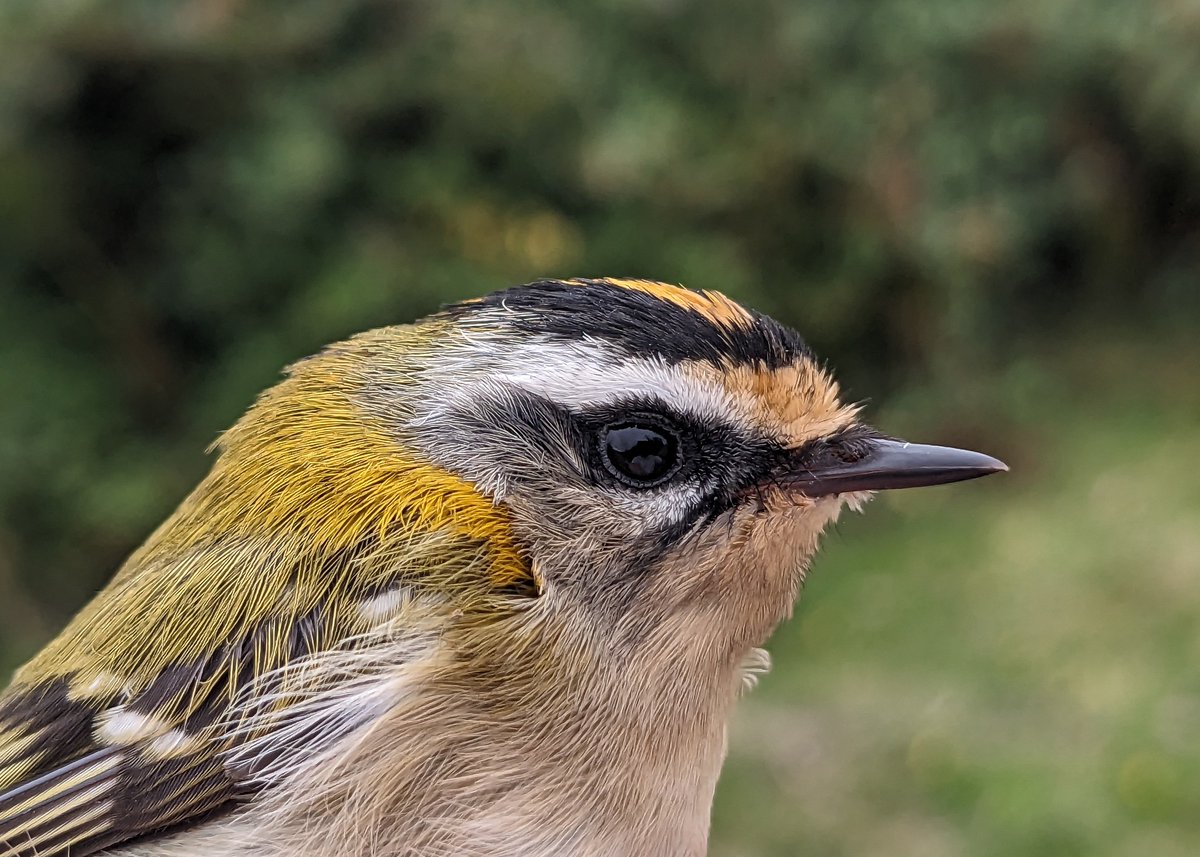 WildNewForest1's tweet photo. Apologies in advance just catching up so will probably make a few posts today from a busy couple of weeks.
First up, we (New Forest Ringing Group) ran another ringing session at Keyhaven this weekend as part of a long piece of fieldwork. https://t.co/PRTp83nDSM