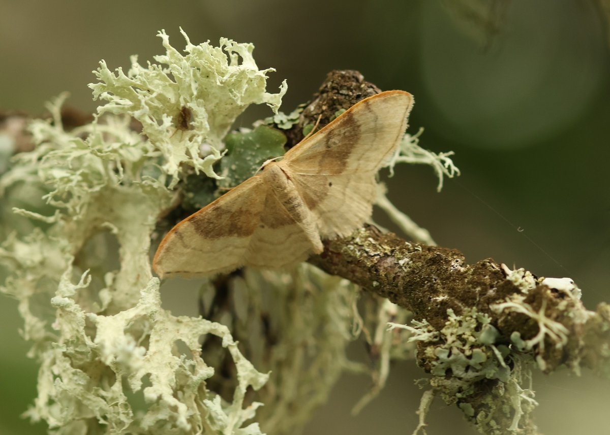 Apologies in advance just catching up so will probably make a few posts today from a busy couple of weeks.
First up, we (New Forest Ringing Group) ran another ringing session at Keyhaven this weekend as part of a long piece of fieldwork.