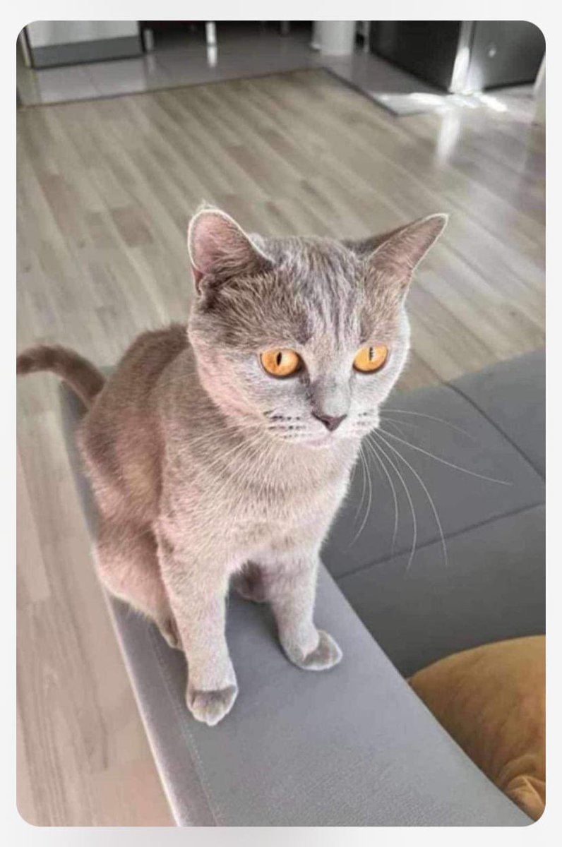 1-2 yaşlarında dişi, ailesi taşınacağı için terk ediyor. Düzeni oturmuş, pencerelerinde tel/sineklik olan, kısırlaştırmasını, aşılarını, çipini yaptıracak ailesini arıyoruz. Yer İstanbul.