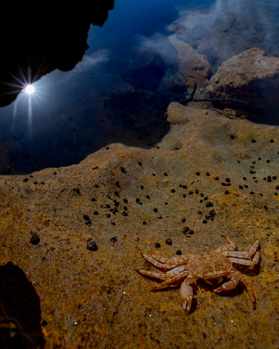 Fundación Bosc de la Marquesa tweet media