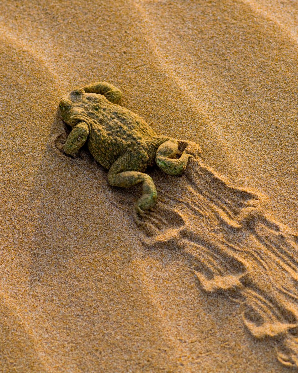 Fundación Bosc de la Marquesa tweet media