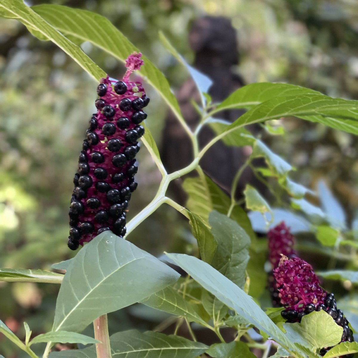 John Brookes loved Phytolacca americana (American Pokeweed) and it is looking its best just now...