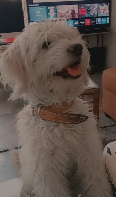 Este perro huele a ...
Agradecimiento...
Fidelidad...
nobleza...
cariño...
Amor puro e incondicional...
*Yak*🫶