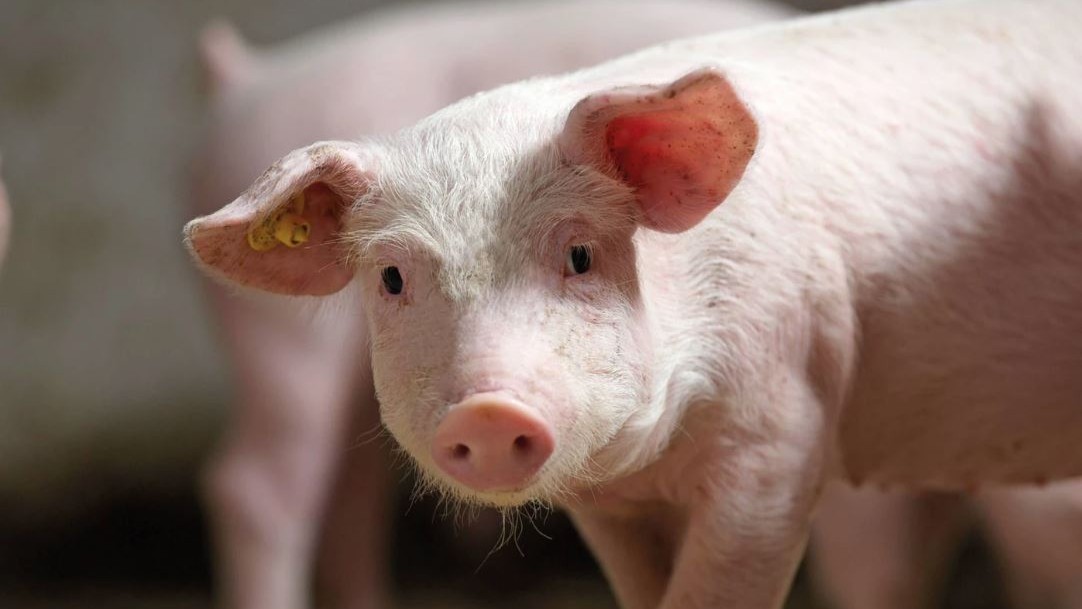 🐷 Biggenvoeractie: probeer nu gratis een zak speenvoer! Heb je te maken met te veel slachtbiggen, gezondheidsproblemen zoals streptokokken en coli, een hoge dierdagdosering, agressieve biggen? Bestel een gratis zak speenvoer met verwerkt dierlijk eiwit 👉bit.ly/47c47jx