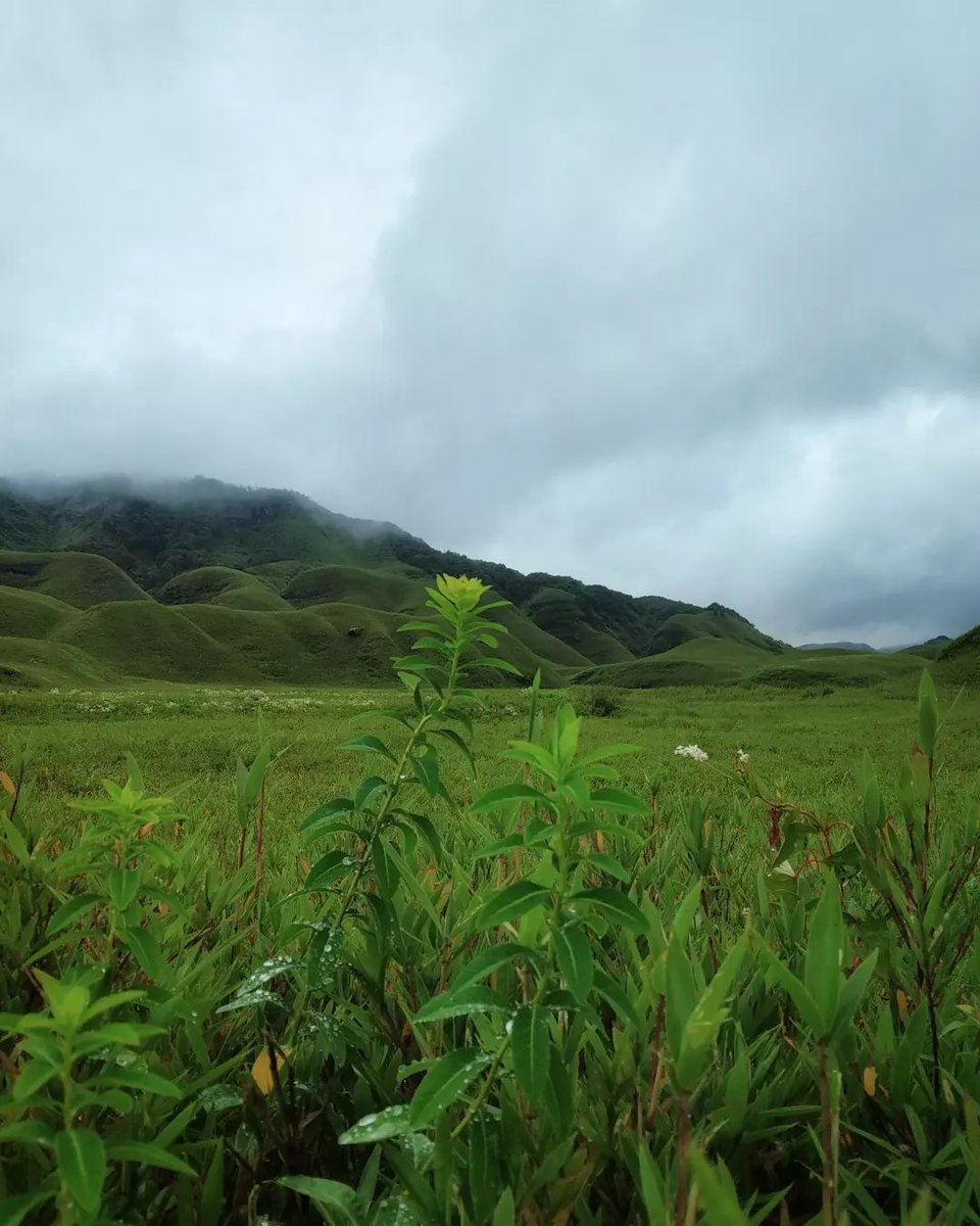 tovihoto's tweet photo. The view of Dzukou Valley: a feast for the eyes and the soul.
Always mesmerised by the stunning art of Nature's very own Dzükou.

Pic credit: wilderness_ajboruah

#AppreciatingNature https://t.co/TstvLxOza7
