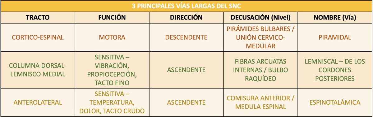 KrizLohman's tweet photo. 🧠 3 principales ( y más famosas) vías largas del SNC🧠

...en realidad hay muchas otras, pero esas 3 son las básicas. https://t.co/hKCKH9aAOB