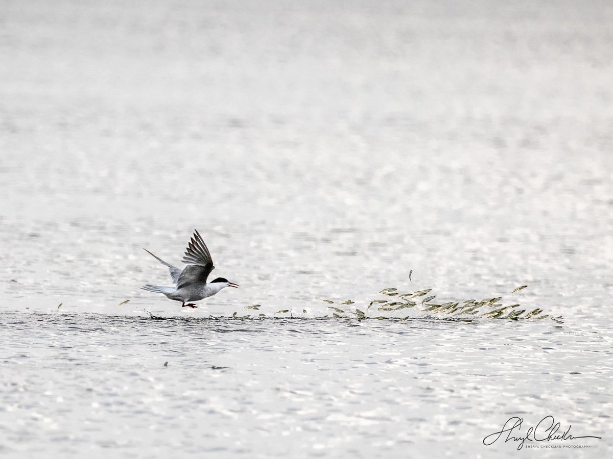 DiveArtist's tweet photo. Went to Staten Island searching for Eagles and found these delightful Terns instead. Very interesting to see how they waited for the fish to jump, making dinner an easy smorgasbord!
#birdcpp #commontern #birdphotography #jumpingfish https://t.co/iHOefGvhX4
