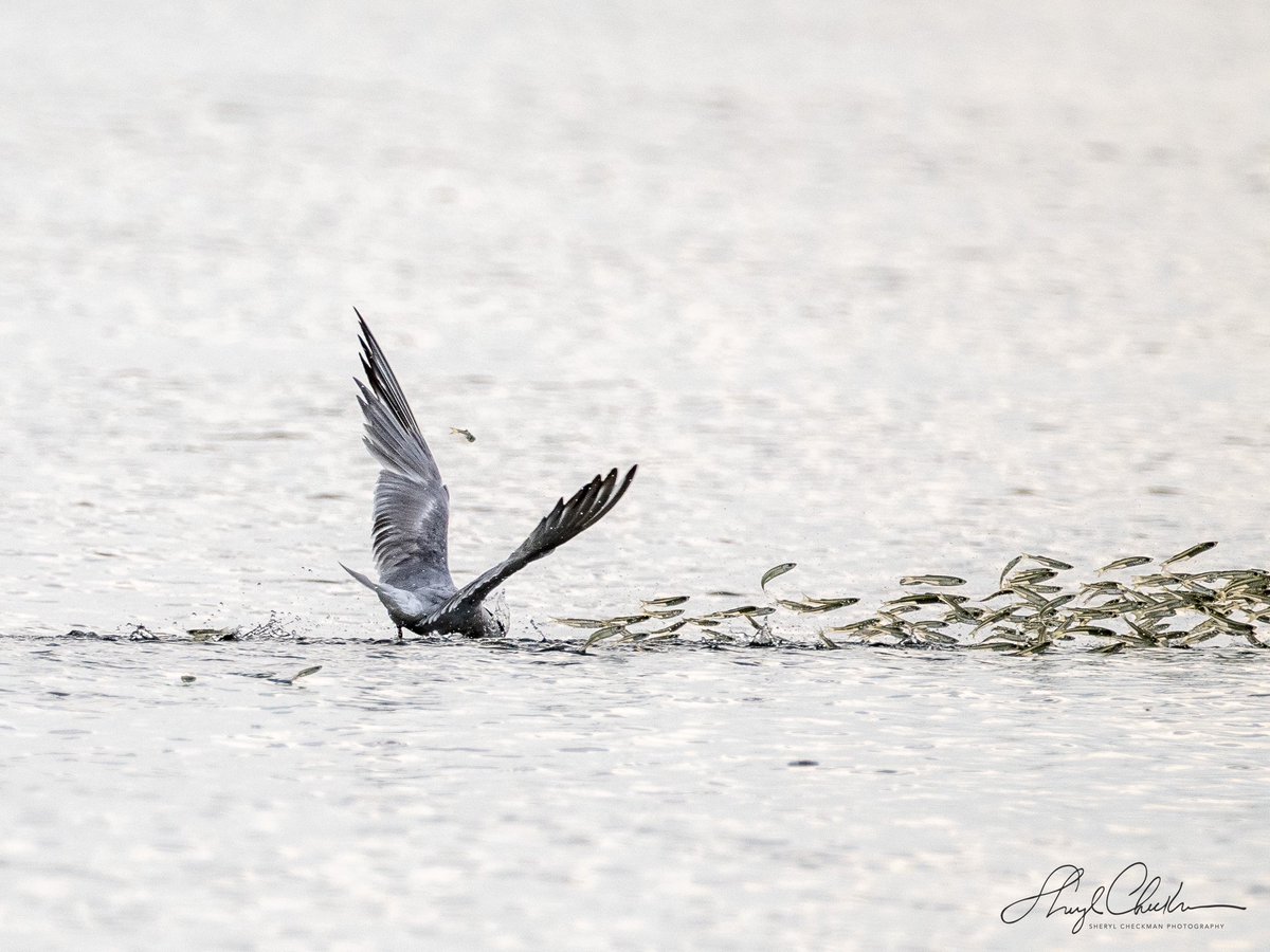 DiveArtist's tweet photo. Went to Staten Island searching for Eagles and found these delightful Terns instead. Very interesting to see how they waited for the fish to jump, making dinner an easy smorgasbord!
#birdcpp #commontern #birdphotography #jumpingfish https://t.co/iHOefGvhX4