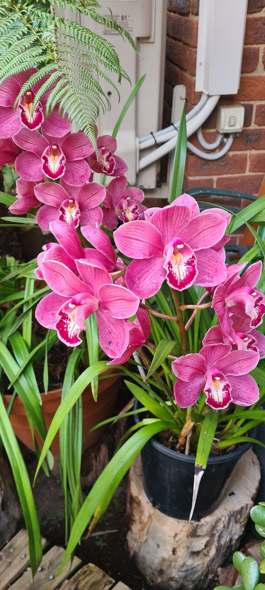 ng_nino's tweet photo. Blooming orchideas in my garden :) #mother #nature #gift #2all #me https://t.co/PUtQYvne6T