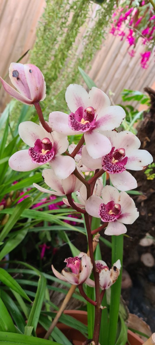 ng_nino's tweet photo. Blooming orchideas in my garden :) #mother #nature #gift #2all #me https://t.co/PUtQYvne6T