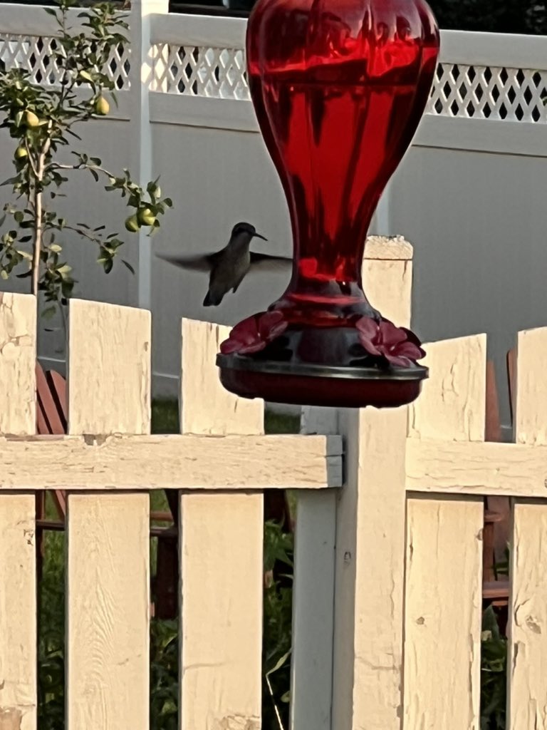 therealcurlyRed's tweet photo. Waited all dang day for this shot.. #hummingbird #birdwatching #summer2023 #Vibing #naturelover #LuxuryLiving https://t.co/6lUNasWSSN