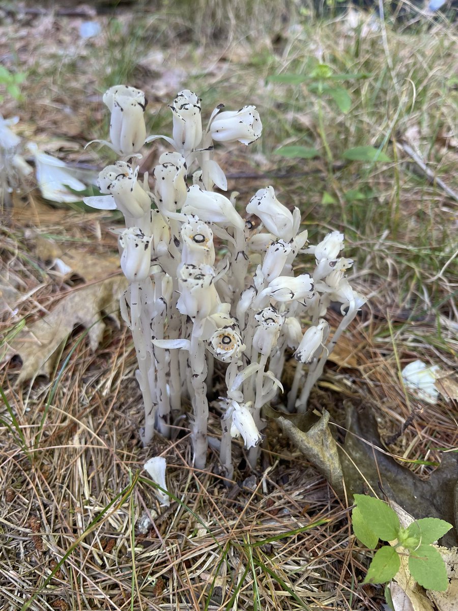 rjjplatt's tweet photo. Found some Ghost pipe fungi today https://t.co/1jLU0JEoqL