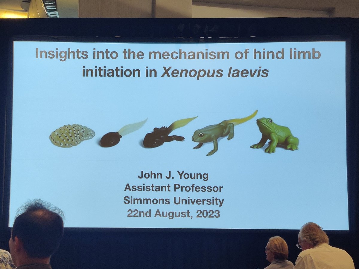 frogwranglers's tweet photo. Next one up: John Young, Simmons Univ. (@lab_frog) on limb development induction in #xenopus, where some things are different and super 😎 https://t.co/hcMh55L2MD