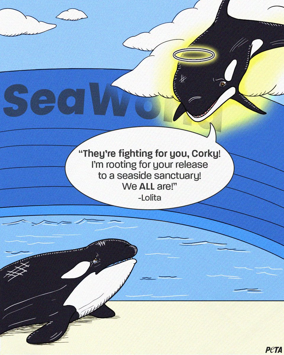 peta's tweet photo. It’s too late for Lolita, but there’s still hope for Corky 💙
 
She’s been imprisoned in tiny tanks for nearly 54 years. Urge #SeaWorld to retire her to a seaside sanctuary—something that Lolita never had the chance to do. https://t.co/pkhh9wm1FZ https://t.co/RGA7Zx5x9H