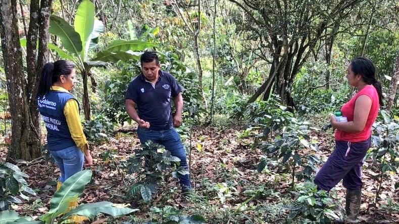 #Loja | Brindamos asistencia técnica y seguimiento al buen uso del paquete tecnológico entregado a productores cafetaleros de la parroquia El Arenal, del cantón #Puyango 📍 en coordinación con la Tenencia Política. 
#NuestroTrabajoContinúa 👩‍🌾👨‍🌾