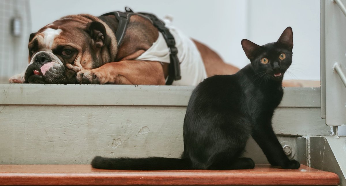 Jay Zambrano tweet media