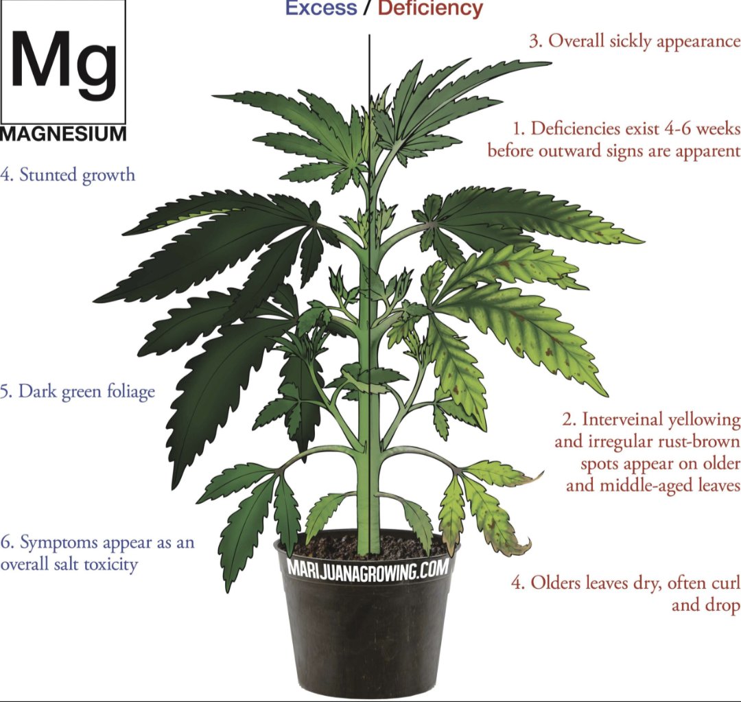 LaNormeCannabis's tweet photo. Magnesium problems?
Full article on @SubmarineHippie and https://t.co/lCNP3CE403
#magnesium #magnesiumissues #montanamade #montanamovement #montanagrown #lanormecannabis #linkinbio #articletime https://t.co/17cAz1iwX9