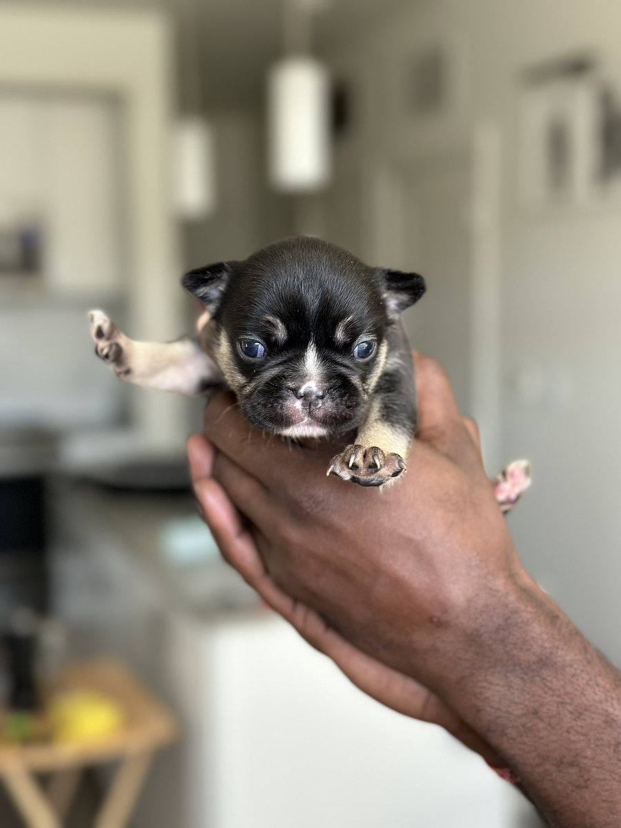 Jet_Re's tweet photo. Frenchies available! 🏡👀

#Frenchies #Frenchielover #Frenchbulldog #LilacandTan #Fluffies #FluffyCarriers #BlackandTan #FrenchiesofTwitter #FrenchiesofTexas #FrenchiesofFlorida #FrenchiesofGeorgia #FrenchiesRunyheWorld #Exoticpuppies https://t.co/UT3b6JA0ZF