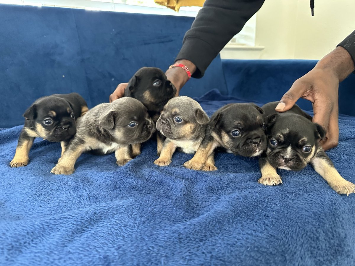 Jet_Re's tweet photo. Frenchies available! 🏡👀

#Frenchies #Frenchielover #Frenchbulldog #LilacandTan #Fluffies #FluffyCarriers #BlackandTan #FrenchiesofTwitter #FrenchiesofTexas #FrenchiesofFlorida #FrenchiesofGeorgia #FrenchiesRunyheWorld #Exoticpuppies https://t.co/UT3b6JA0ZF