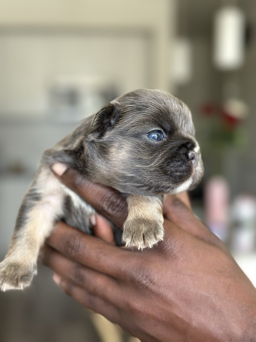 Jet_Re's tweet photo. Frenchies available! 🏡👀

#Frenchies #Frenchielover #Frenchbulldog #LilacandTan #Fluffies #FluffyCarriers #BlackandTan #FrenchiesofTwitter #FrenchiesofTexas #FrenchiesofFlorida #FrenchiesofGeorgia #FrenchiesRunyheWorld #Exoticpuppies https://t.co/UT3b6JA0ZF