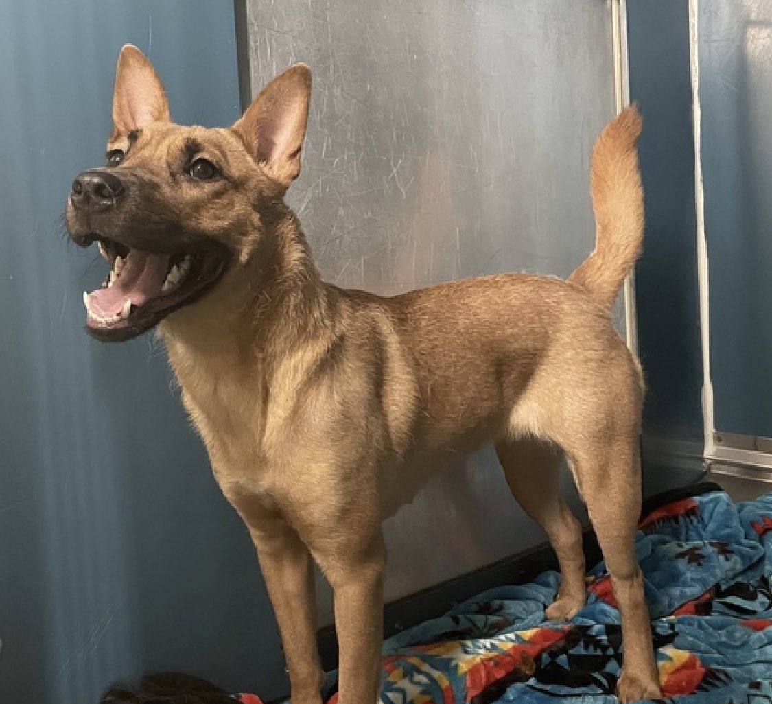 TomJumboGrumbo's tweet photo. HOURS LEFT, Naya 178790 is DELISTED in preparation to die. A young puppy at 12 MONTHS OLD who landed with the wrong family - largely overlooked, she’s now facing the end of her life. NYCACC has given her no photos or videos, urgently needs a Northeast family with kids age 13+. Please let’s get Naya safe, pledge RT, DM @Notthesamenow2 or email keitholbermanndogs@gmail.com for assistance.

https://t.co/E2PFqpilvN