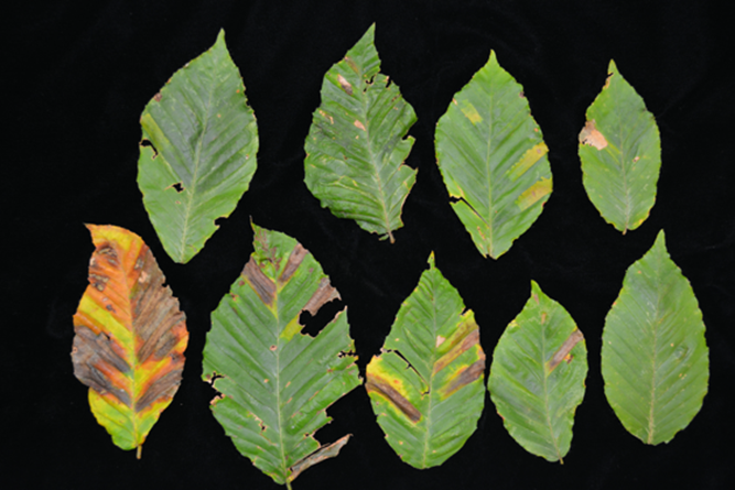 Beech Leaf Disease has been affecting our Beech Trees on property. We will lose many Beech Trees over the next few years due to Nematodes spreading this disease. Below are links explaining Beech Leaf Disease in greater detail.
dec.ny.gov/lands/120589.h…

web.uri.edu/ipm/2023/04/be…