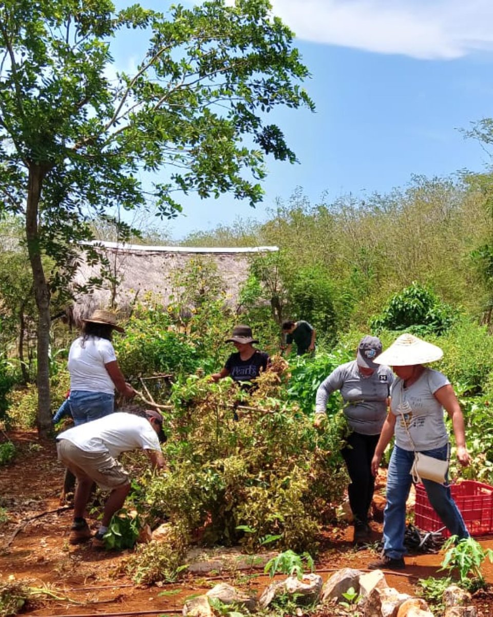 honnoldfound's tweet photo. We're excited to welcome our 2023 Summer Partner Cohort! Today, meet U Yich Lu’um — a Mayan-led, community-based organization located in Sanahhcat, Yucatán, Mexico.

https://t.co/nnfvQSUft0

#SolarEmpowerment #CulturalPreservation https://t.co/RvvkZ0Tjka