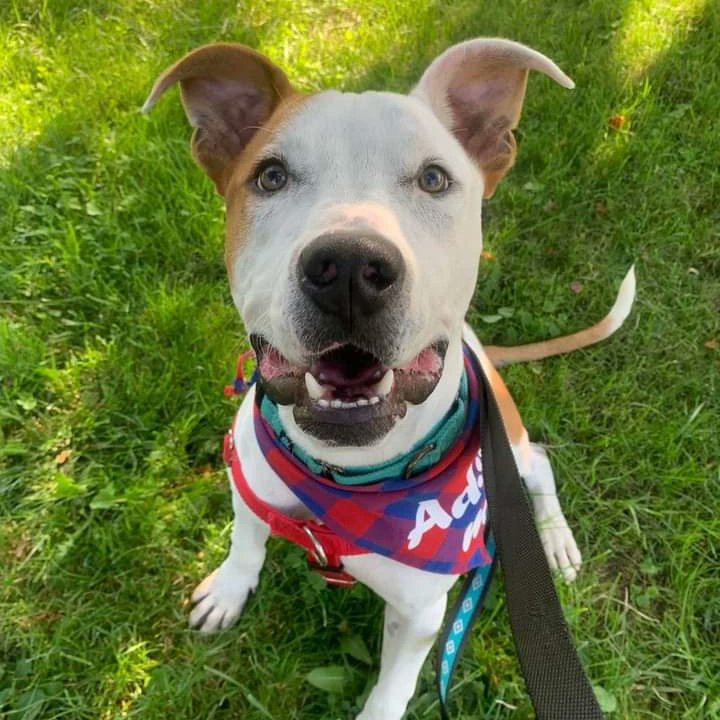 KarenSConniff's tweet photo. #Goofus # LE #OH #ADOPT One year old  Goofus is a  silly, funny guy. He's playful and active, and loves toys or finding other creative ways to have fun. He's a doofus, he settles nicely and how affectionate he is.  He's social and playful with other dogs. https://t.co/meXjJF3wcI https://t.co/67BorFzzSl