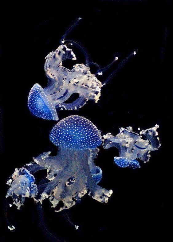 jellyfishisms's tweet photo. the spotted lagoon jellyfish ☆⋆｡ https://t.co/eccATAGzUR