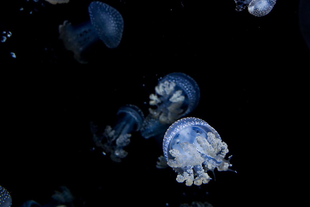 jellyfishisms's tweet photo. the spotted lagoon jellyfish ☆⋆｡ https://t.co/eccATAGzUR