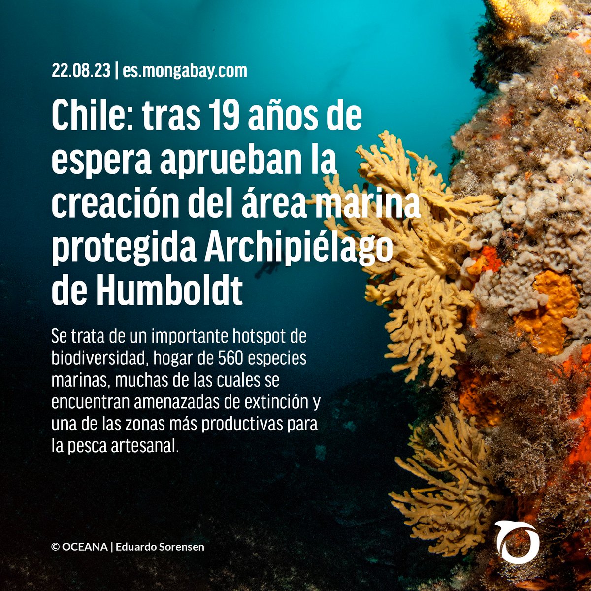 La aprobación del Área Marina Protegida #ArchipiélagoHumboldt protegerá 5700 km2 de mar costero, entre las regiones de Atacama y Coquimbo, y representa uno de los logros ambientales más importantes del último tiempo en Chile.

Reportaje en <a href="/MongabayLatam/">Mongabay Latam</a>: es.mongabay.com/2023/08/chile-…