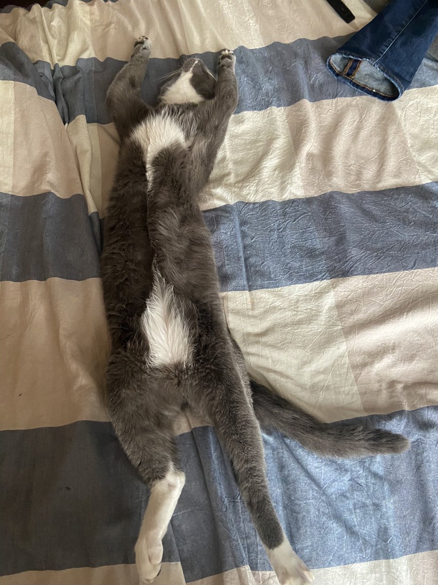 Leen319's tweet photo. I want to be able to sleep or chill like my cat. https://t.co/hANhKGhCtJ