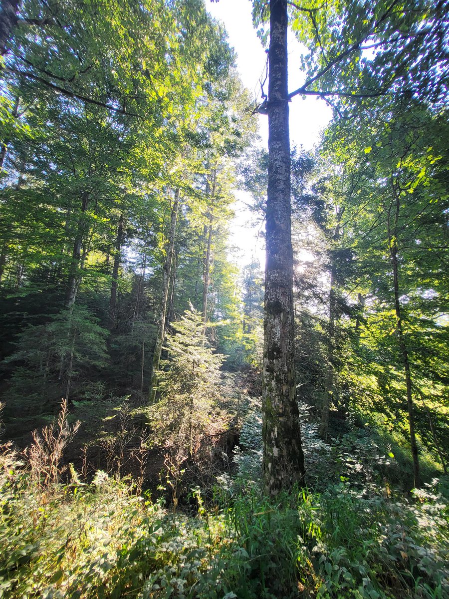 SandroSamba's tweet photo. Schlaganzeichnung im #Dauerwald. Hoffnungsvoll die Bäume, die wir heute vorgefunden haben: Eichen, Linden, Weisstannen, Vogelbeeren, Birken, Ahorne, Mehlbeeren, Kirschen, Föhren, Lärchen ... und gar einige gesunde Fichten, Eschen und Ulmen💚👍 #staatswaldzh #wirpflegenstaatswald https://t.co/nUchAuIkyH