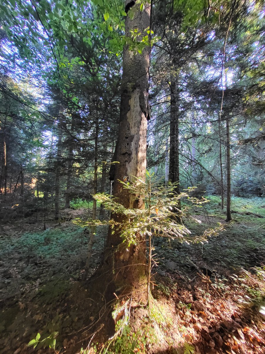 SandroSamba's tweet photo. Schlaganzeichnung im #Dauerwald. Hoffnungsvoll die Bäume, die wir heute vorgefunden haben: Eichen, Linden, Weisstannen, Vogelbeeren, Birken, Ahorne, Mehlbeeren, Kirschen, Föhren, Lärchen ... und gar einige gesunde Fichten, Eschen und Ulmen💚👍 #staatswaldzh #wirpflegenstaatswald https://t.co/nUchAuIkyH