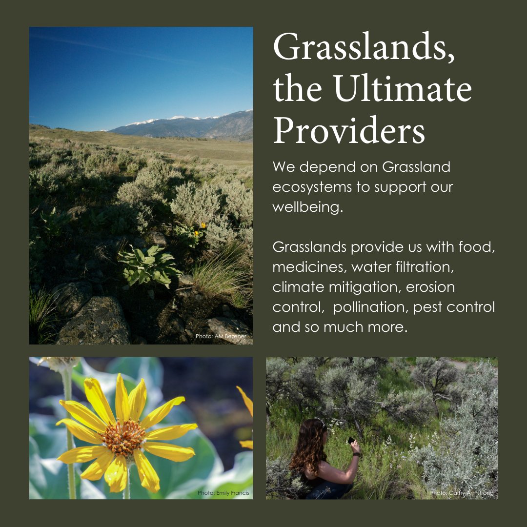 WE ❤️ GRASSLANDS! While reminiscing about our latest covenant monitoring trip to the Okanagan, this August has shaped up to becoming an appreciation month for Grassland ecosystems. 
--
#Grasslands #EndangeredEcosystems #Okanagan