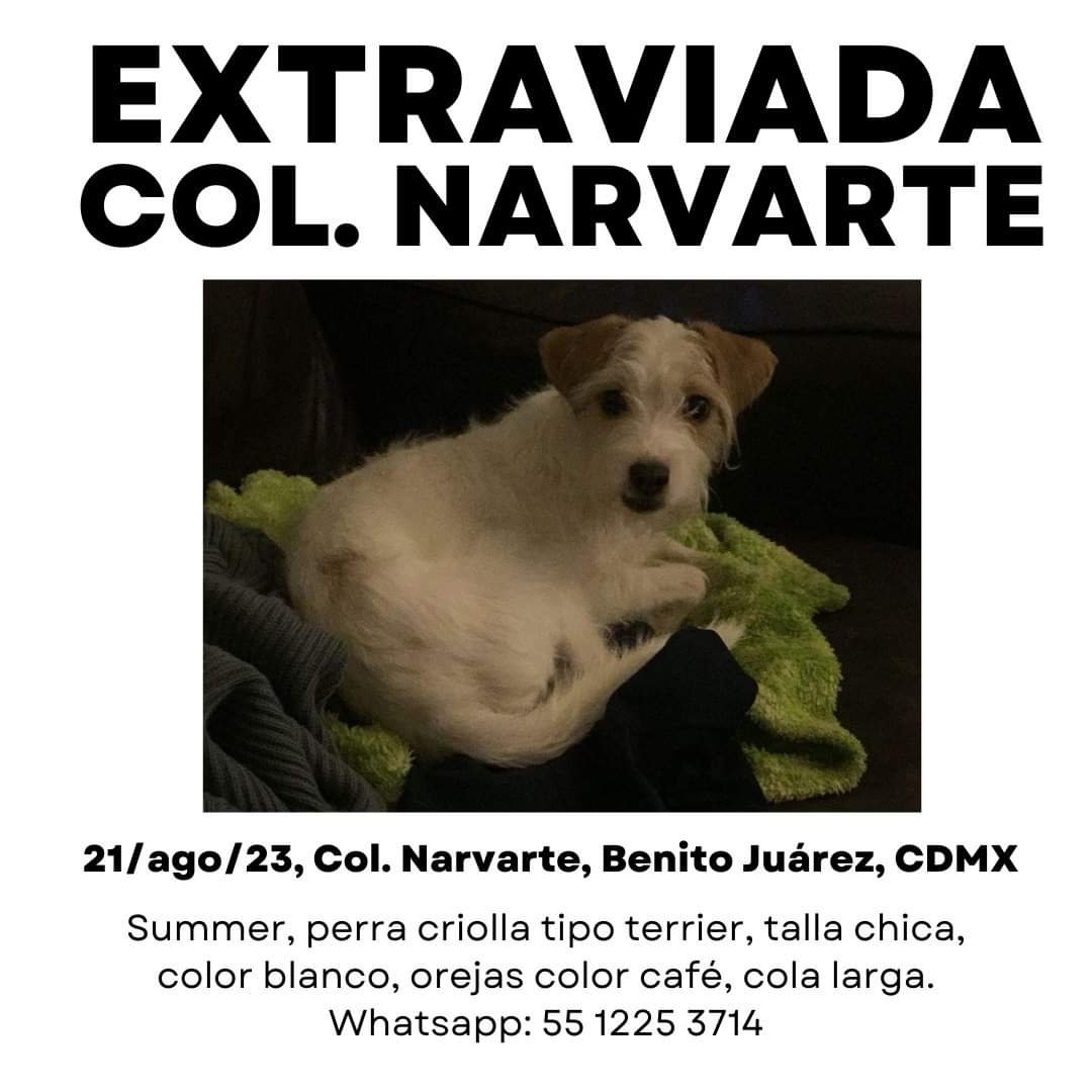 ComunNarvarte6's tweet photo. Esta perrita salió corriendo de un departamento durante el fuerte operativo de ayer en La Quemada y Béistegui, al entrar por asalto a los departamentos. #Perrita #Extraviada #Narvarte6 #Narvarte #BJ #CdMx @antymob @PrrosPerdidosMX @NarvarteVecinos https://t.co/6LPqnV2M5Q
