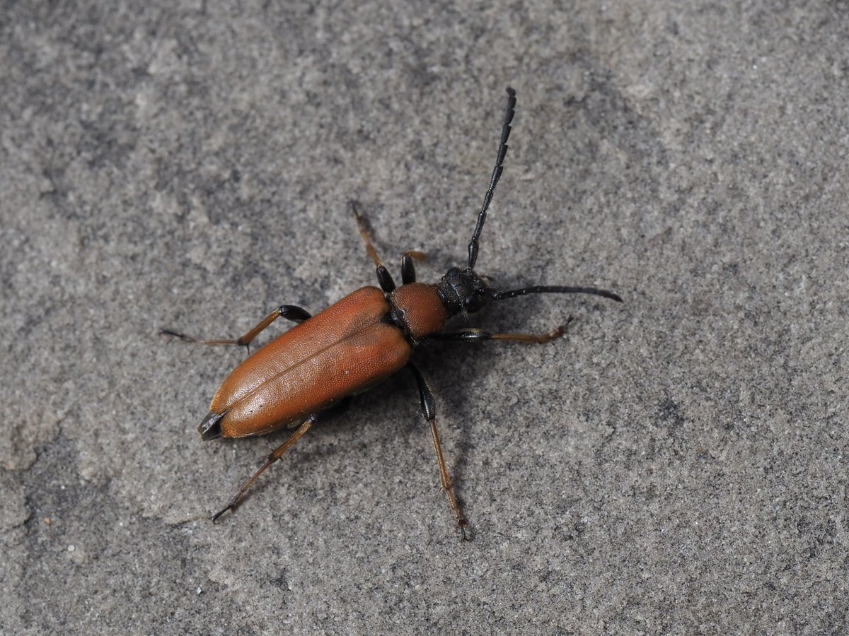 Longhorn beetle in the garden earlier! I think it might be a Stictoleptura rubra. @ColSocBI @NLonghornRS #beetle