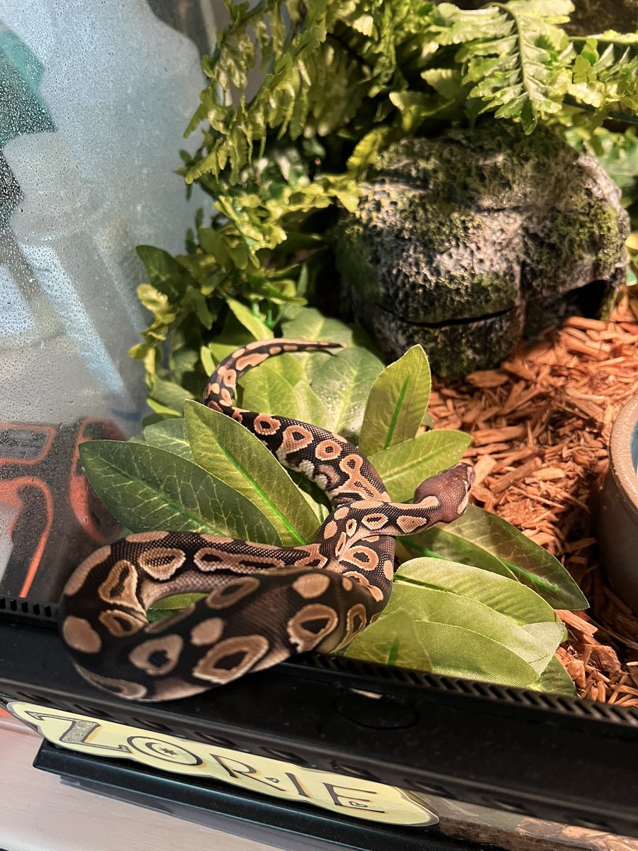 HazelrigCorinna's tweet image. We socialize on his terms. It makes me so happy when he comes out to say hey! #royalpython #ballpython #pythonregius