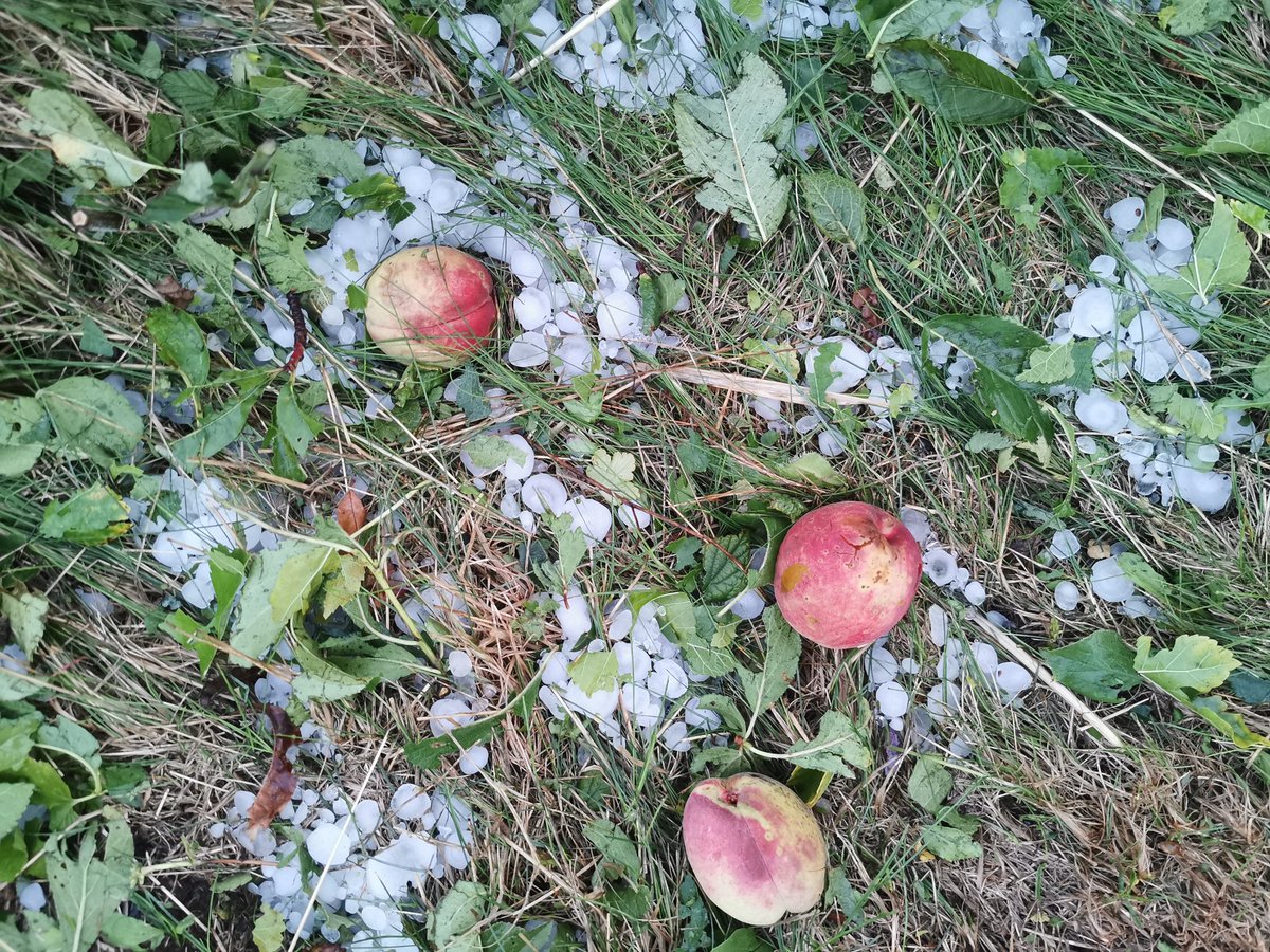 paniEMES's tweet image. szast-prast i po owocach...
#dwr