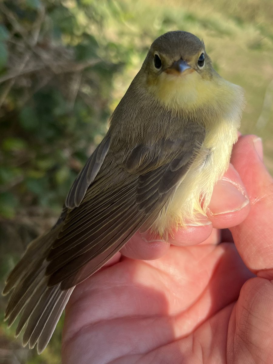 Day 2 at Donges, France. Another brilliant day with 356 birds of 23 species ringed. Only 3 Aquatics today but an Ortolan Bunting was exceptional for the site. 11 Bluethroat, 9 Wryneck, 2 Savi’s, Great Reed Warbler and Melodious too. @EugeneBirds @_EURING #acrola