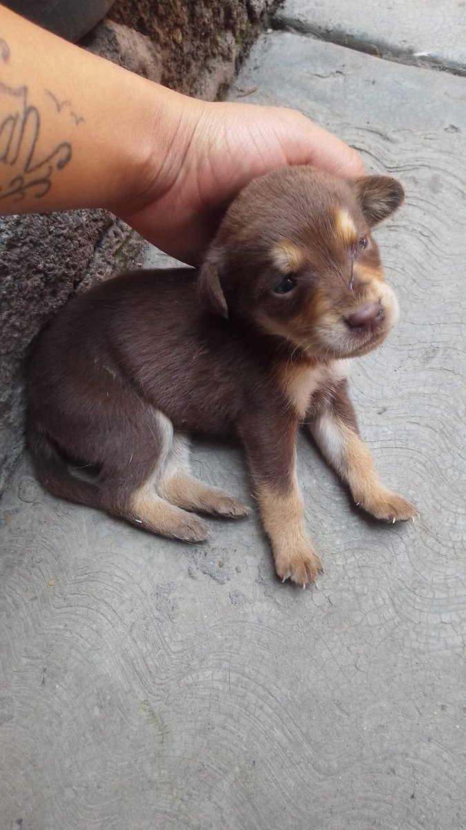 Alina_Gag's tweet photo. Si no pueden rescatarles, su difusión ayuda mucho y podria salvarles la vida o por lo menos días de mucho sufrimiento 

Lo que sí ofrezco es ayuda con difusión para que se adopten o para recaudar fondos si es necesario https://t.co/FGGoldII3k