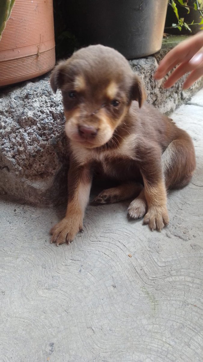 Alina_Gag's tweet photo. Posteo caso que yo ya no puedo tomar. Si nadie lo toma, podrían sufrir mucho. 💔

Dos bebes abajo de un coche. Uno tiene lastimadas sus patitas de atrás. Son muy chiquitos y necesitan de alguien 💔

Direccion: Primera cerrada de cedros 79 barrio cristo rey Entre carretera federal https://t.co/UitH04oyP6