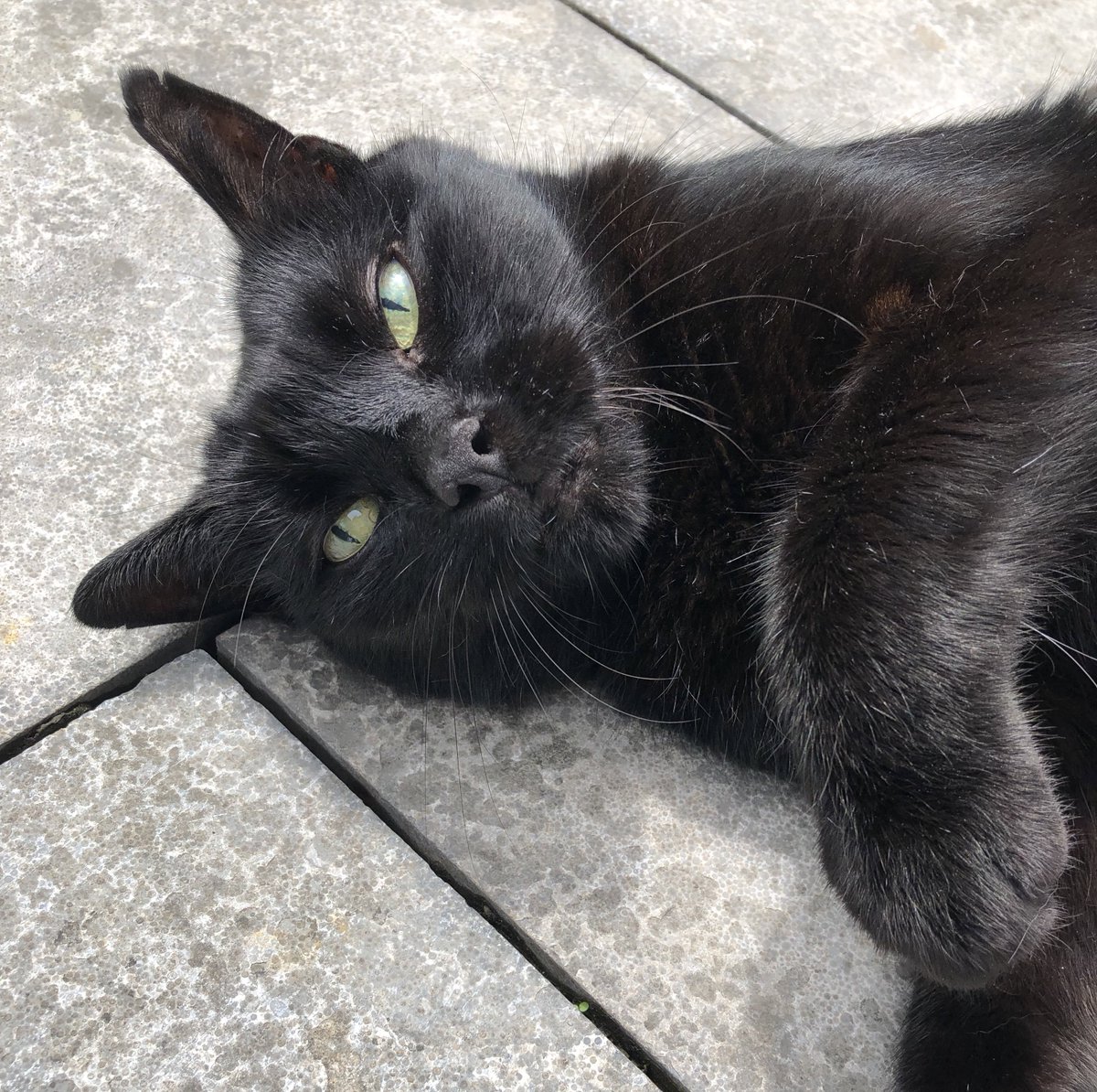 In about two weeks Pépito will have his birthday.

Any suggestions of how we should celebrate?
What’s the best cat’s birthday you can imagine?