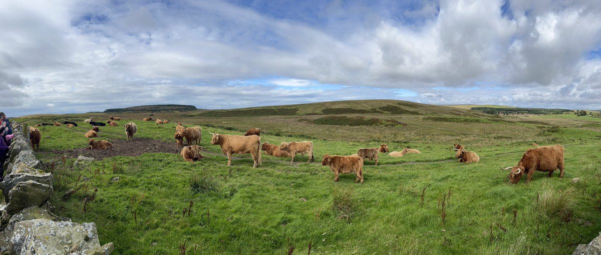 I tried to get as many Coos as I could in my picture today whilst visiting <a href="/KitchenCoosEwes/">Kitchen Coos And Ewes</a> Amazing experience. I can’t stop smiling!