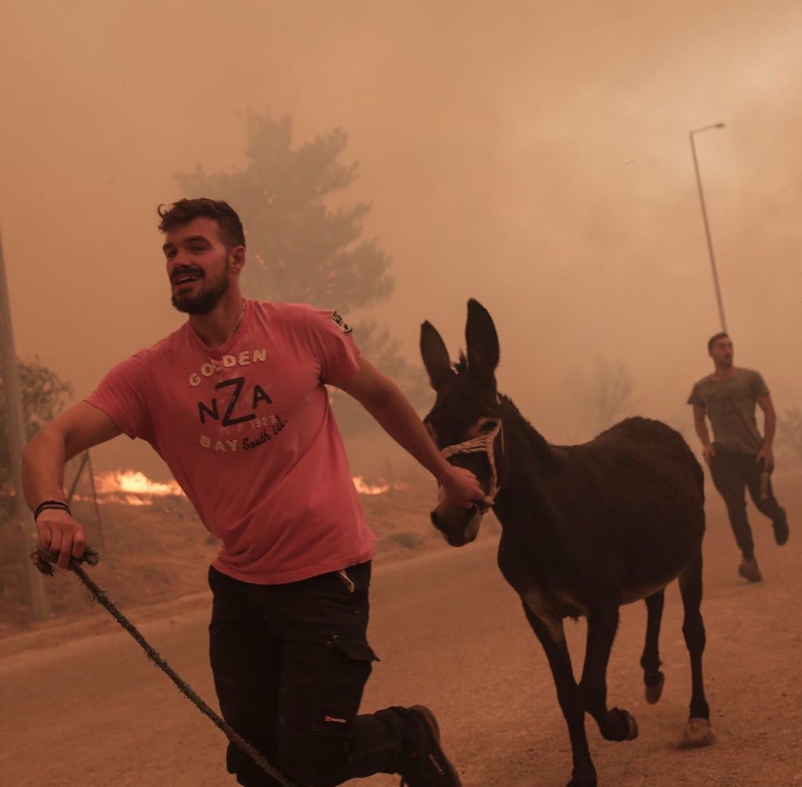 Acerakis's tweet photo. Fotoğraflar, yangının Yunanistan / Alexandropoli kuzeyinden hızla köylere ulaştığı andan. 
Çiftlik sahibinin hayvanları tahliye çabası yürek yakıcı… https://t.co/kuXdx9DgZH