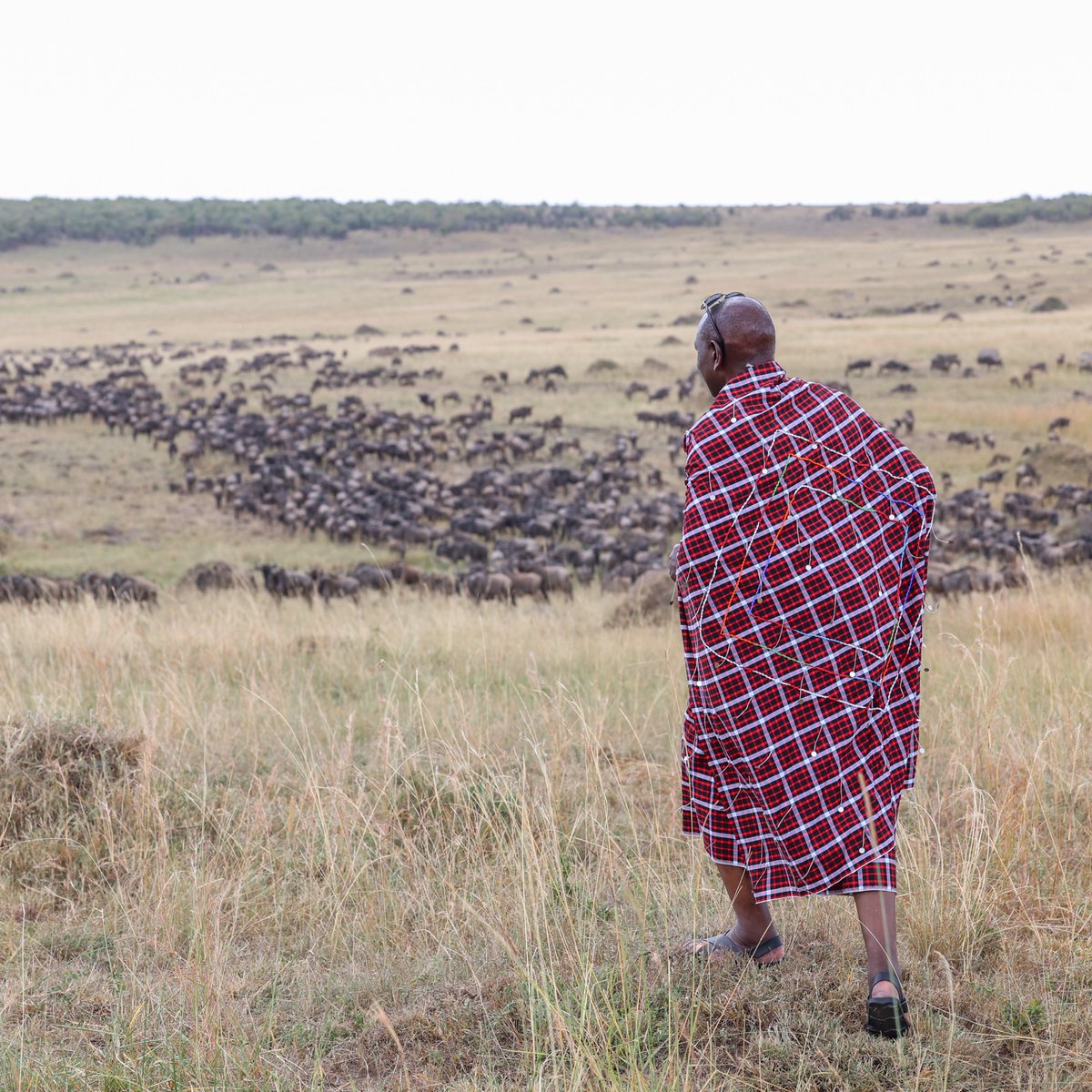 President Ruto's address may touch upon the importance of sustainable practices and environmental conservation, values often inherent in Maasai culture.
#MaaCulturalWeek