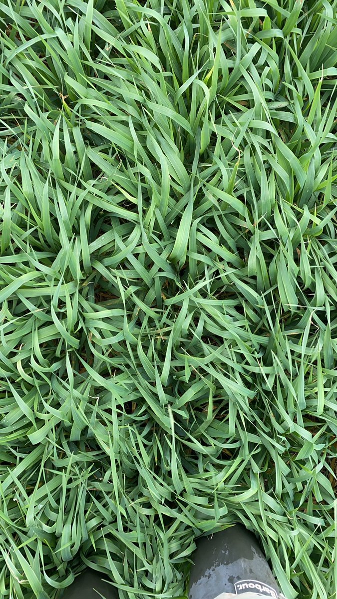 Invierno niño caliente más que lluvioso. Macollaje débil, alta presión de enfermedades, presencia de pulgón. Seguimos construyendo potencial..Se concreta(o no)en Octubre si el clima ayuda . 2022 nos recordó la relevancia de un llenado con bajas temperaturas y lluvias moderadas.